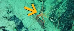 В океане обнаружили существо, которое ездит верхом на морских пауках