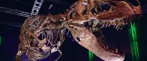 Учёные впервые определили среднюю температуру тела тираннозавра: в этом помог анализ зубов