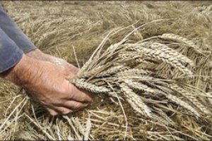 Неврожай пшениці підняв світові ціни на продовольчі товари