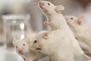 Європейський Союз зробив жорсткішими правила поведінки з лабораторними тваринами