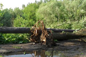 Сильный ураган лишил энергоснабжения 90 тысяч жителей Западной Грузии