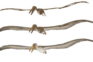 Палеонтологи нашли птицу-рекордсмена по размаху крыльев