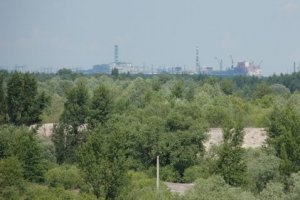 Ученые смогли объяснить, почему растения выжили в Чернобыле