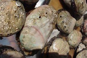 Ученым удалось заставить дрожжи превращать углекислый газ в строительный материал