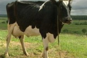 Азаров хочет увеличить поголовье крупного рогатого скота