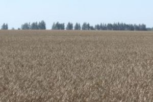 Катар может купить в Украине землю для выращивания зерновых