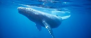 Горбатий кит встановив рекорд міграції для ссавців