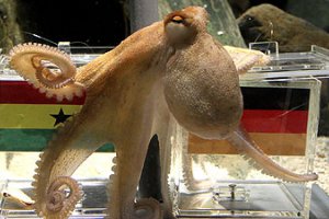 Умер известный осьминог-оракул Пауль