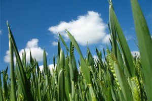 ООН: В мире резко сократилось биоразнообразие сельскохозяйственных культур