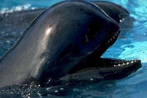 Знайдено дельфіна з головою, як повітряна куля