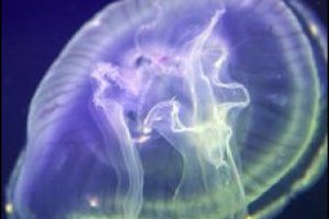 В диагностировании рака могут помочь медузы