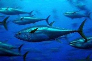 ООН: Крупные виды рыб в морях могут исчезнуть до 2050 года