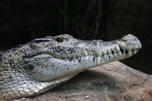 Причиною падіння літака в Конго став крокодил