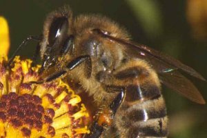 В Тернополе открыли памятник пчеле-труженице