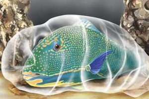 Учені розгадали призначення слизового кокона риб