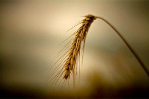 ООН прогнозирует дальнейший рост цен на продукты питания