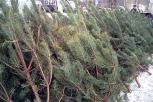 Ялинки в столиці почнуть продавати вже цього тижня