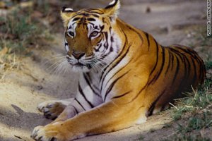 WWF: Дикие тигры могут исчезнуть на планете к 2022 году