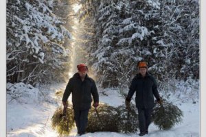 За зрубану ялинку доведеться заплатити штраф до 1607 гривень