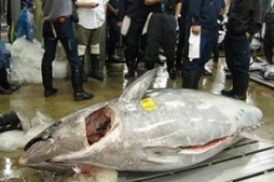 В Японії тунця продано за рекордні $400 тисяч