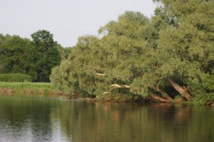 На «Дніпровсько-Деснянське межиріччя» виділено 100 тисяч