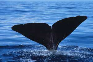 Одесита депортують зі США за контрабанду зубів кашалота