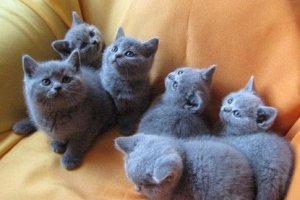 Google створив штучний розум, який уміє розпізнавати картинки кішок в інтернеті