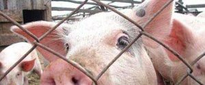 Росія, Білорусь і Молдова закривають кордони для української свинини