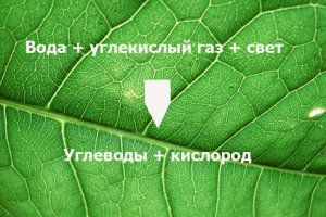 В Японии разработали первую в мире технологию искусственного фотосинтеза