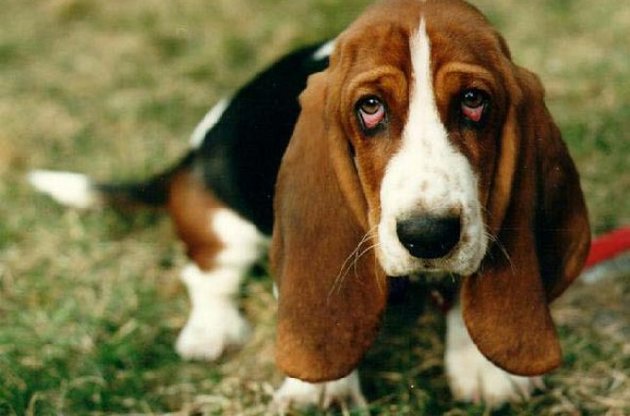 Проблема выгула собак особенно актуальна в крупных городах