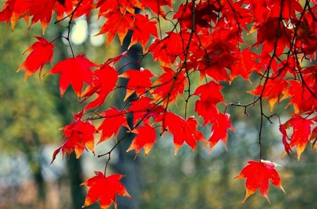  Киеве и области осадков не ожидается.