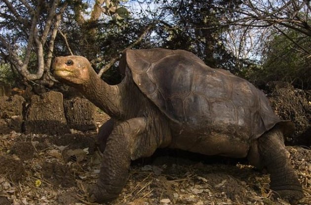 На Галапагосских островах нашли родственников вымершей гигантской черепахи