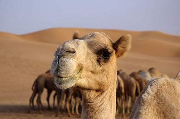В ОАЕ шукають дешевий біогаз в шлункових бактеріях верблюдів