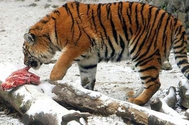 Животные в Киевском зоопарке остались без еды