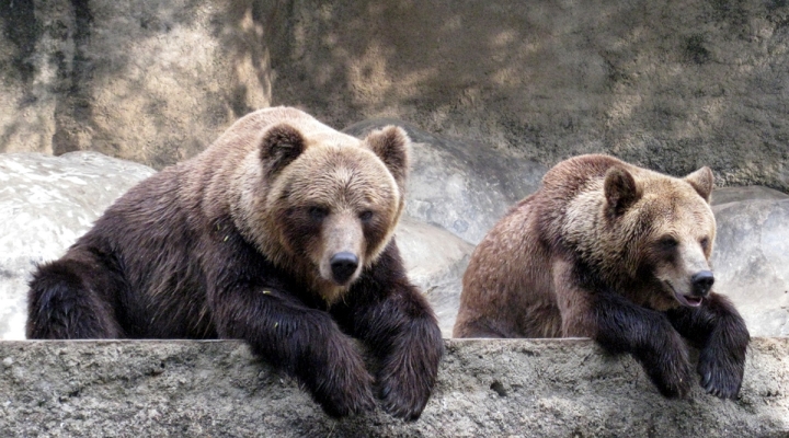 Бурые медведи посетили Чернобыль
