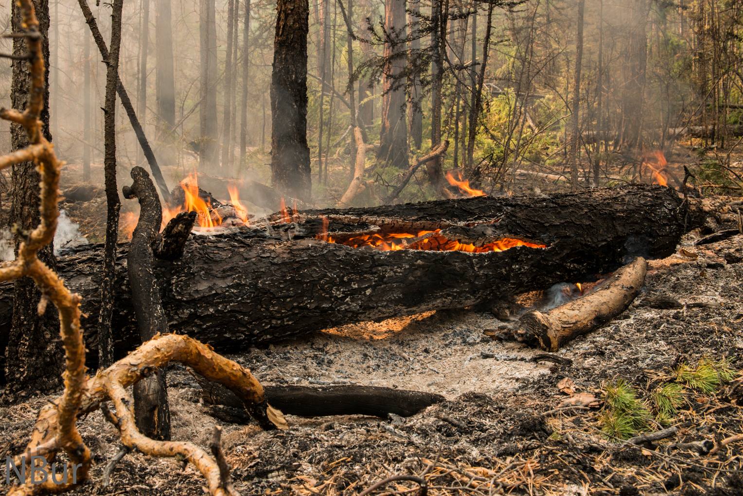 Почему после пожаров. Лес после пожара. Деревья после пожара. Обгоревшее дерево. Лес в огне.