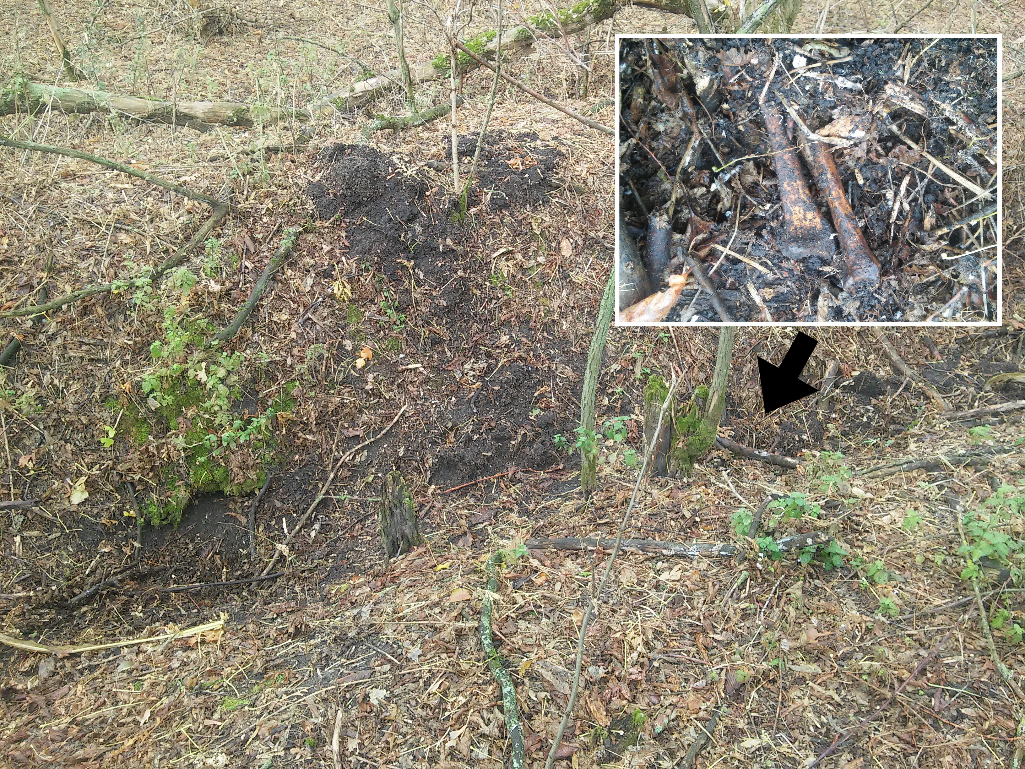 Свежевыкопанные кем-то новые кости вблизи Яворивки, октябрь 2017 г. Свежевыкопанные кем-то новые кости вблизи Яворивки, октябрь 2017 г.