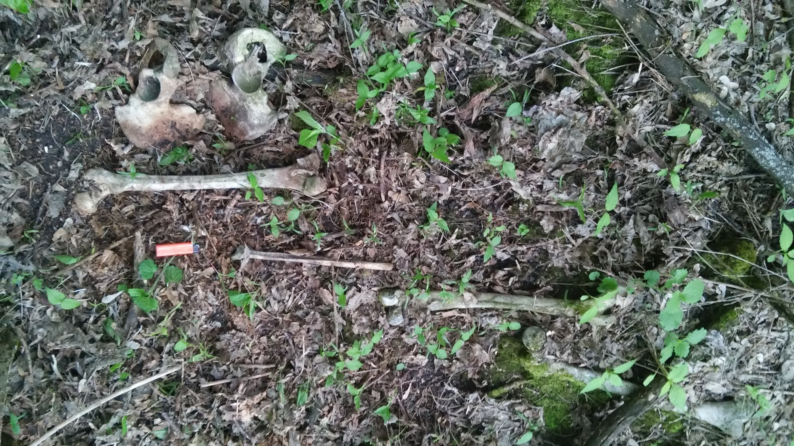 Человеческие останки времен Второй мировой, обнаружены весной 2016 г. на окраине села Человеческие останки времен Второй мировой, обнаружены весной 2016 г. на окраине села