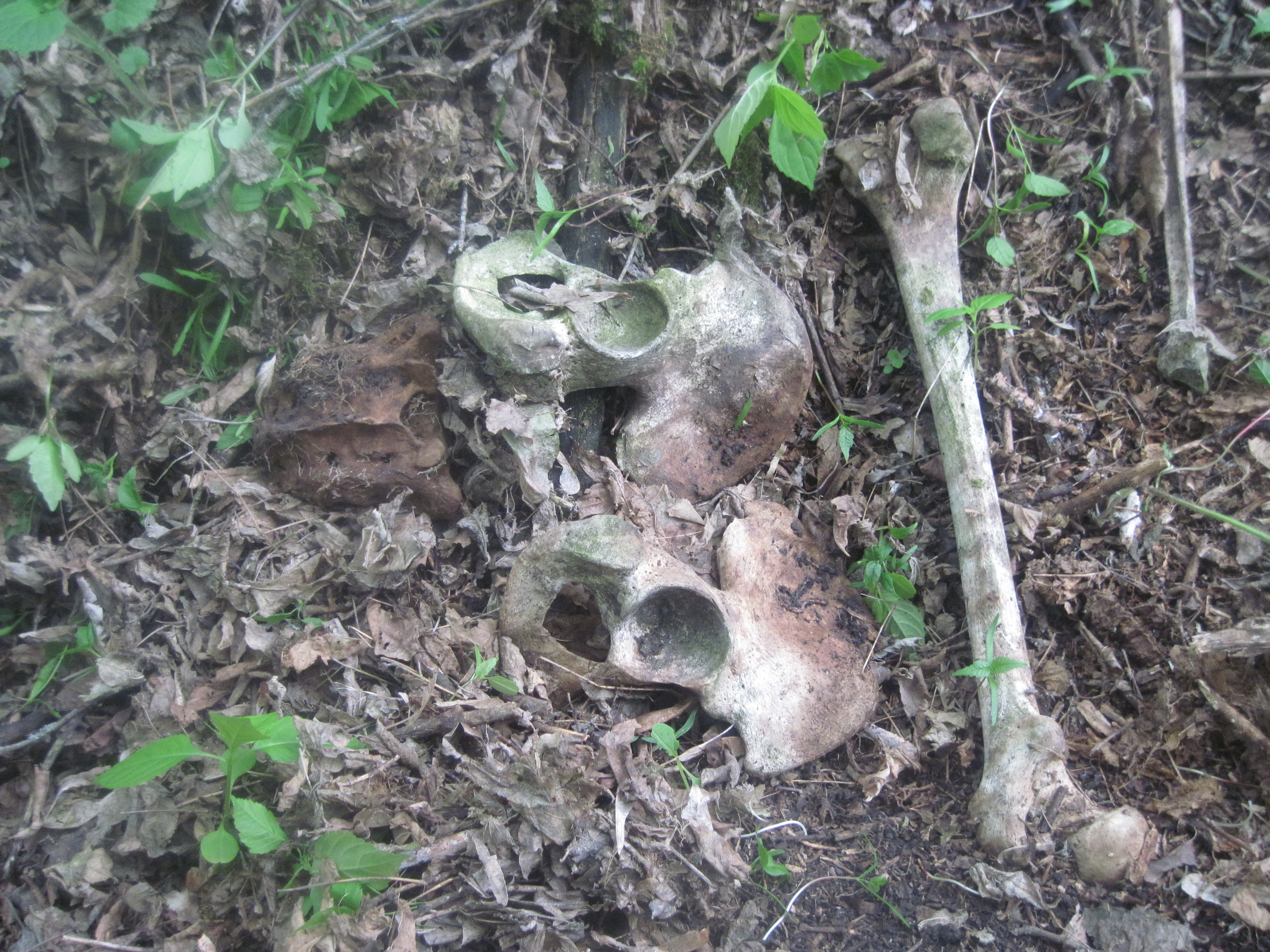 Фрагменты человеческих скелетов, обнаруженные весной 2016 г. на окраине села Фрагменты человеческих скелетов, обнаруженные весной 2016 г. на окраине села