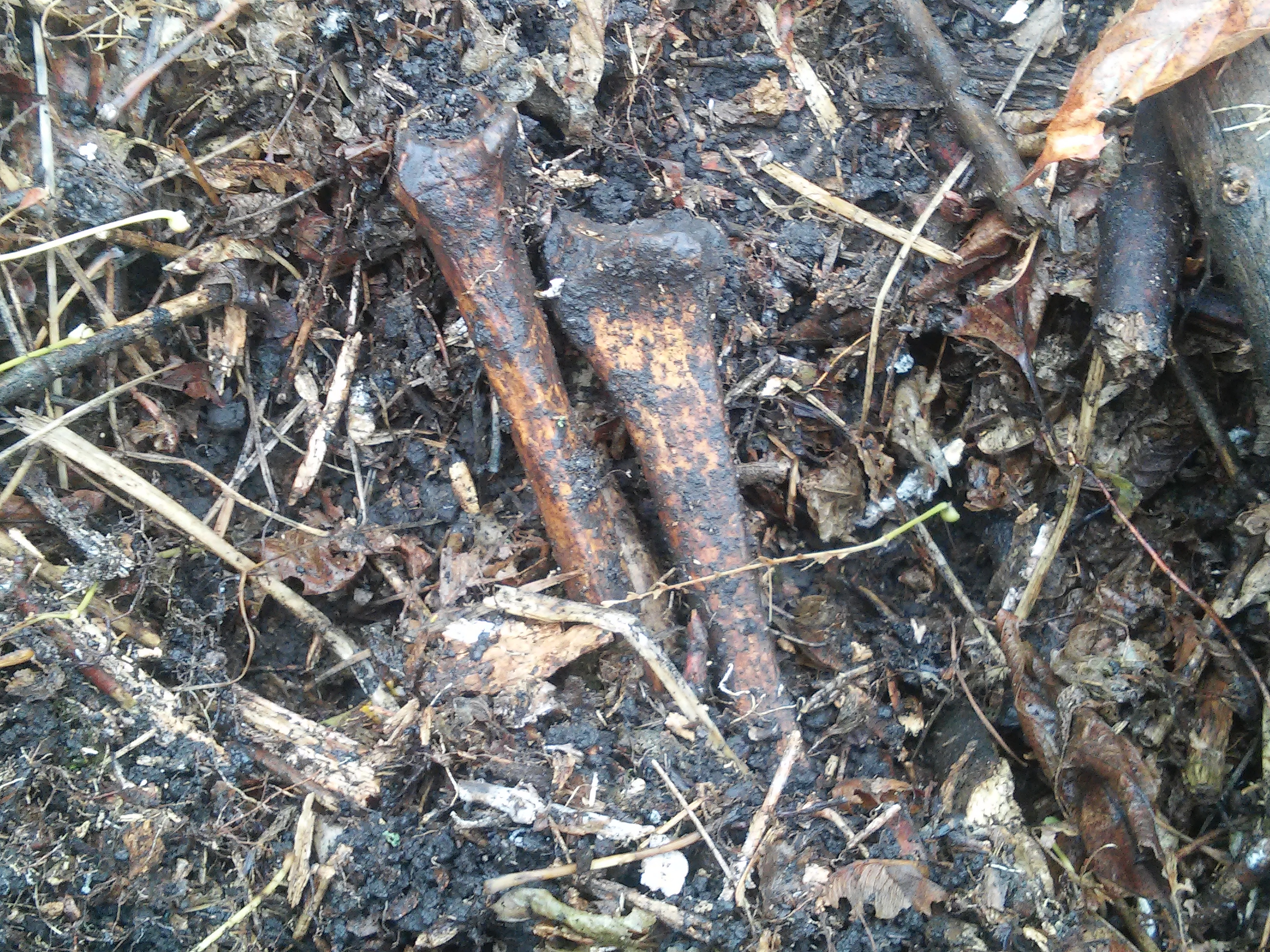 Свежевыкопанные кем-то новые кости вблизи Яворивки, октябрь 2017 г. Свежевыкопанные кем-то новые кости вблизи Яворивки, октябрь 2017 г.