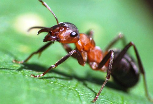 7 уроков по управлению проектами от Человека-муравья [Спойлеры]