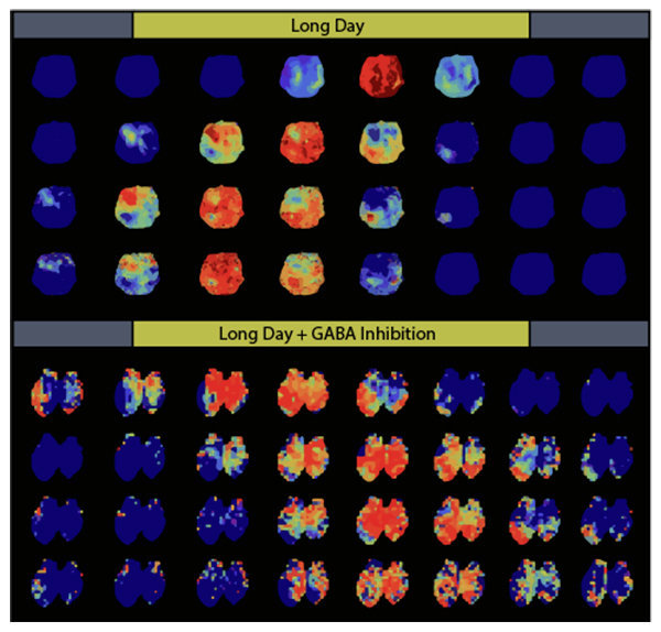 У человека есть ген, определяющий наступление лета У человека есть ген, определяющий наступление лета