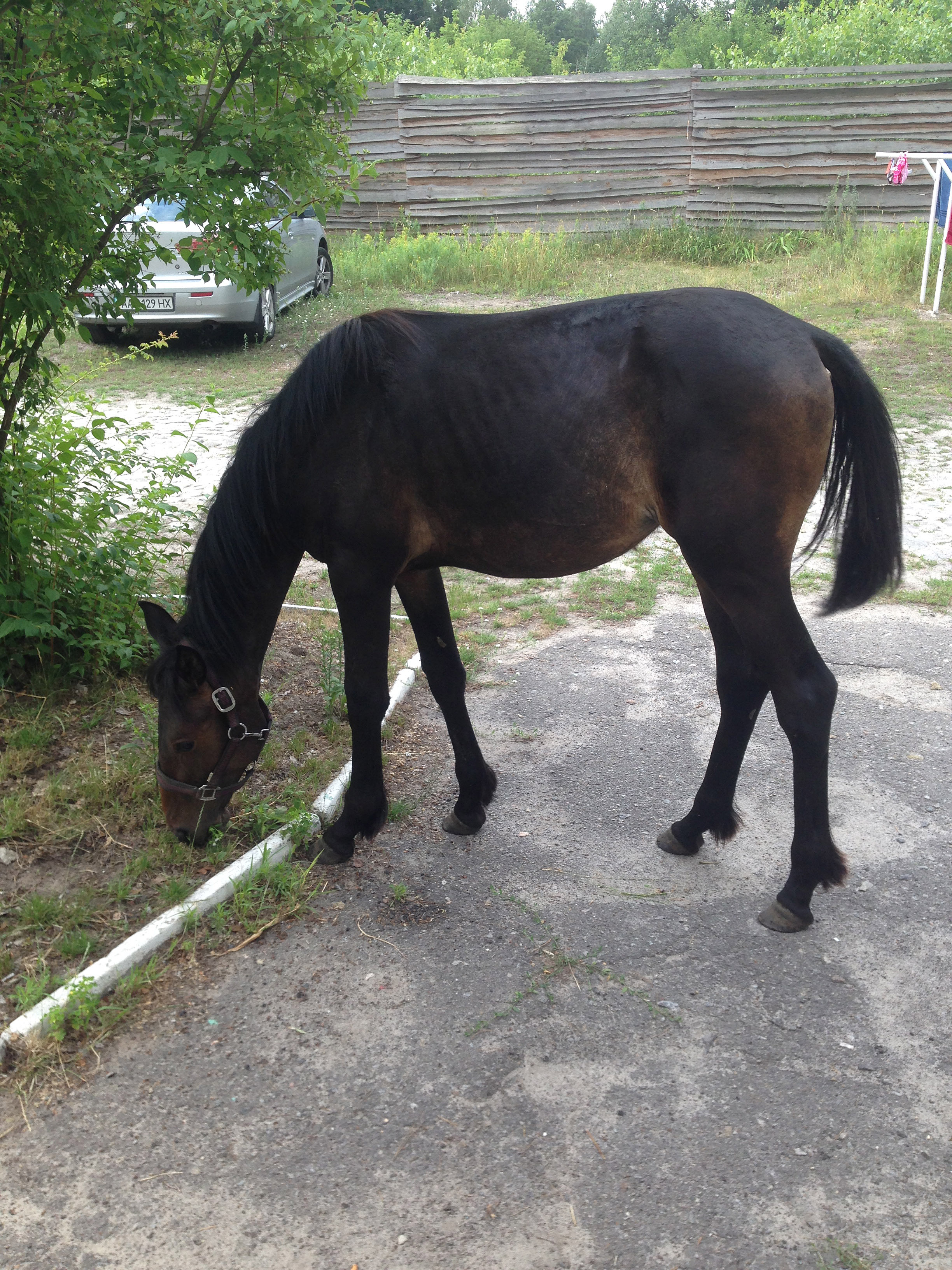 Майка Майка