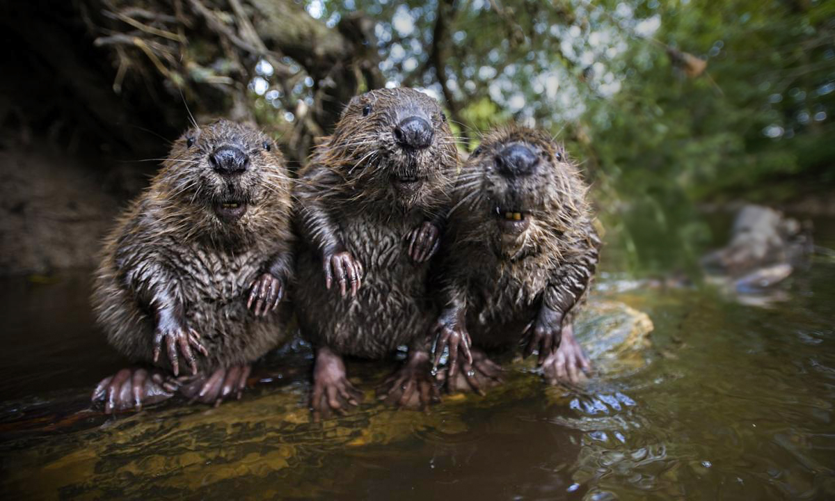zoopark.ru