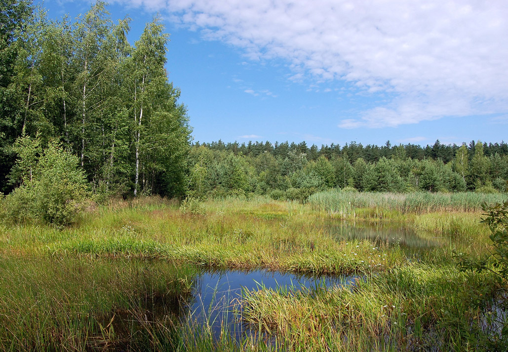 Водно-болотна місцевість Бакирівського заказника Водно-болотна місцевість Бакирівського заказника