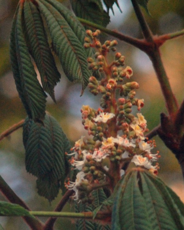 Висаджені каштани зацвіли білим кольором і вже почали засихати Висаджені каштани зацвіли білим кольором і вже почали засихати