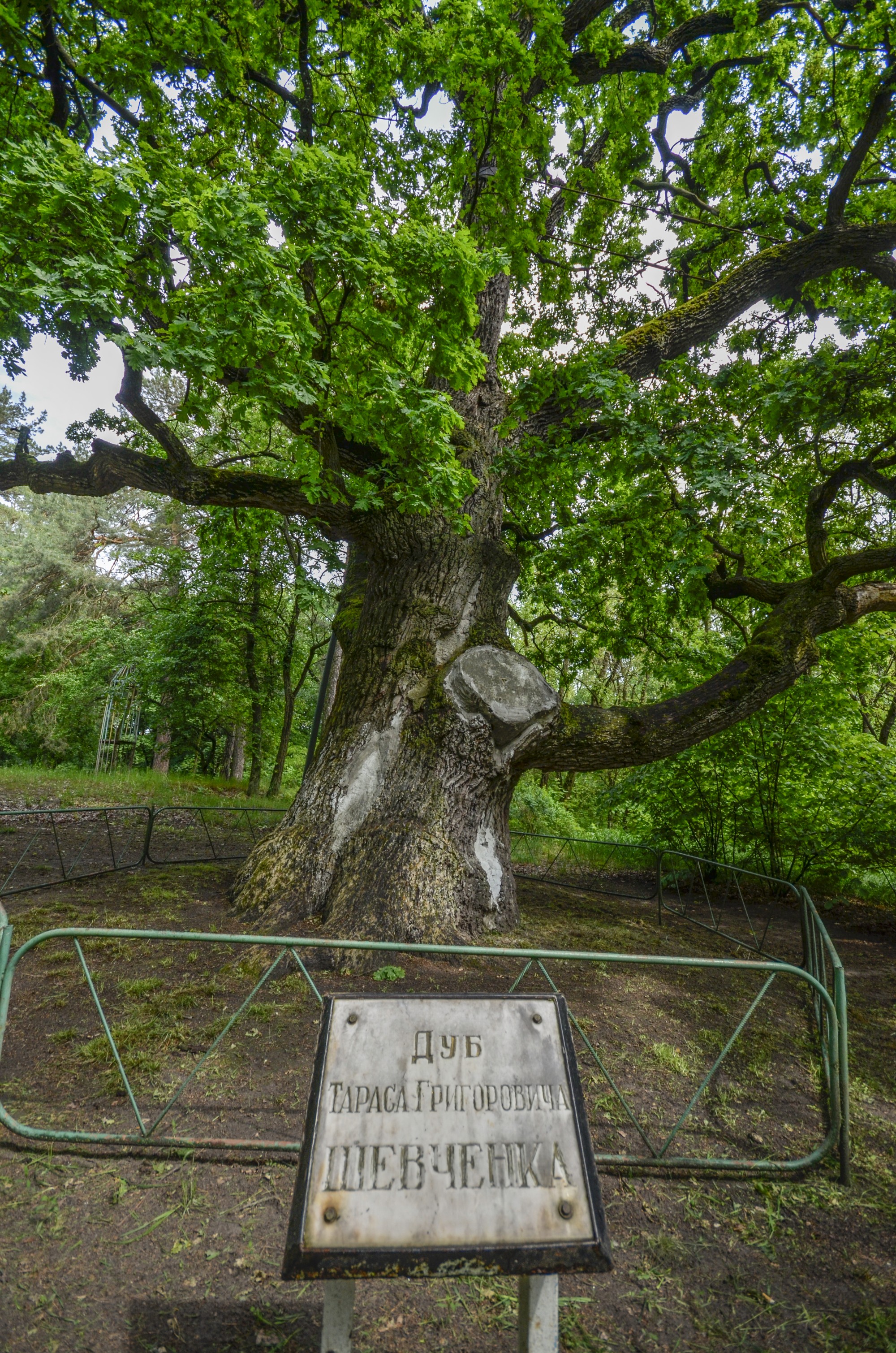 Дуб Шевченко на Михайловой горе в с. Прохоровка Дуб Шевченко на Михайловой горе в с. Прохоровка