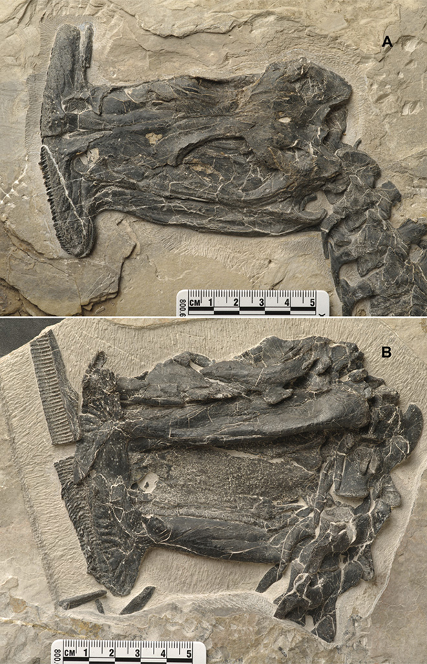 Скам'янілі рештки Atopodentatus unicus