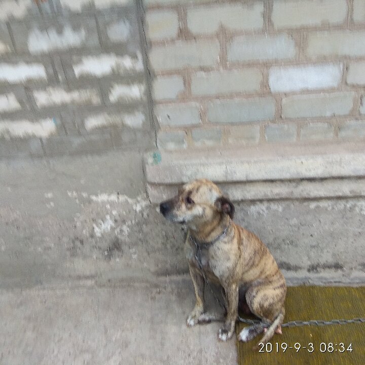 Минюст продает собак за долги Минюст продает собак за долги