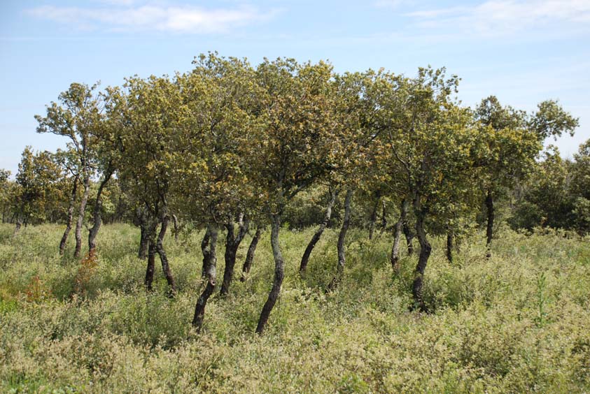 Фото с возможного места, где мог писать свою картину Ван Гог Фото с возможного места, где мог писать свою картину Ван Гог